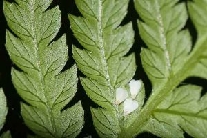 Remèdes populaires contre l'aleurode