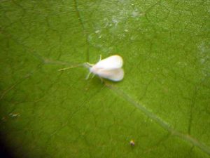 Méthodes biologiques de lutte