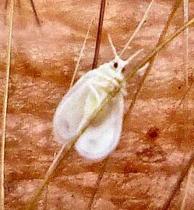 Comment se débarrasser des aleurodes