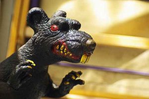 Combattre les rats dans une maison privée