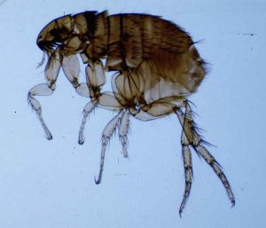 Puces de chaton 2 mois