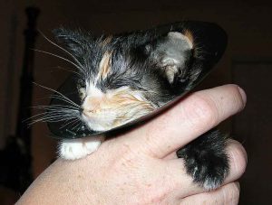 Comment obtenir une puce d'un chaton