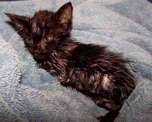 Gouttes aux puces pour chats