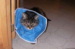 Remèdes aux puces pour chats