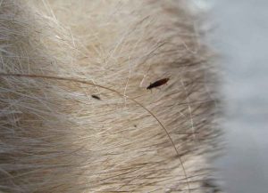 Comment apporter des puces chez les chatons