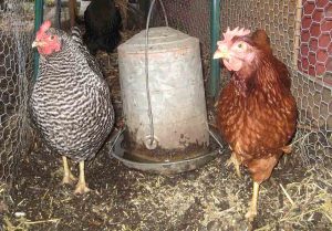 Parasites de volaille d'extérieur