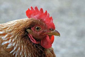 Poules puces comment se battre