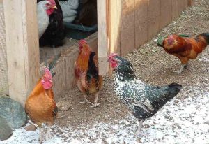 Comment faire face aux poux de poulet