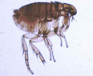 Comment déterminer si un poulet a des puces