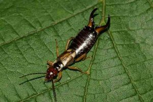 Qui est double queue