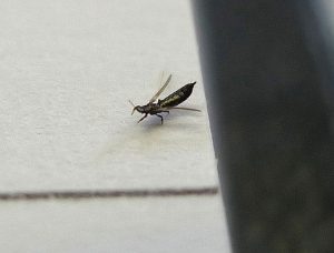 Thrips dans les orchidées