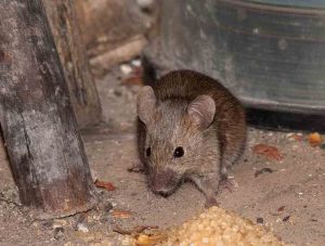Une façon de gérer les souris à la maison et à la campagne