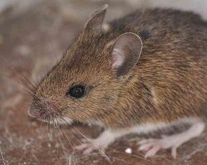 Quand des souris apparaissent dans une maison