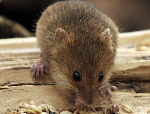 Combattre des souris dans une maison privée