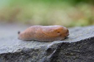 Moyens de contrôle mécanique