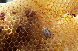 Teinture de papillon de cire