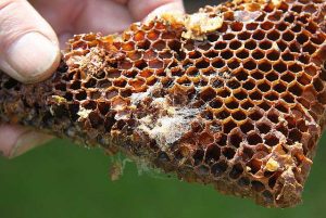 Papillon de cire - préparation de teinture