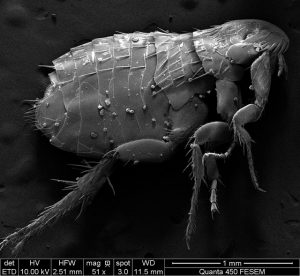 Les puces dans la maison: où et comment se débarrasser