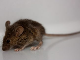 comment attraper une souris dans une maison sans souricière