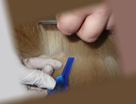 comment utiliser les gouttes