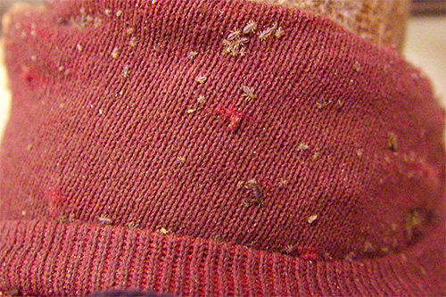 Poux de lin (vêtements)