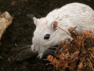 de quelles odeurs les souris ont peur