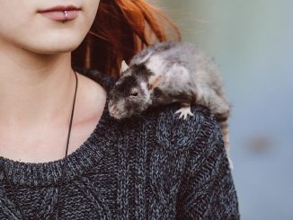 les puces vivent-elles sur les humains