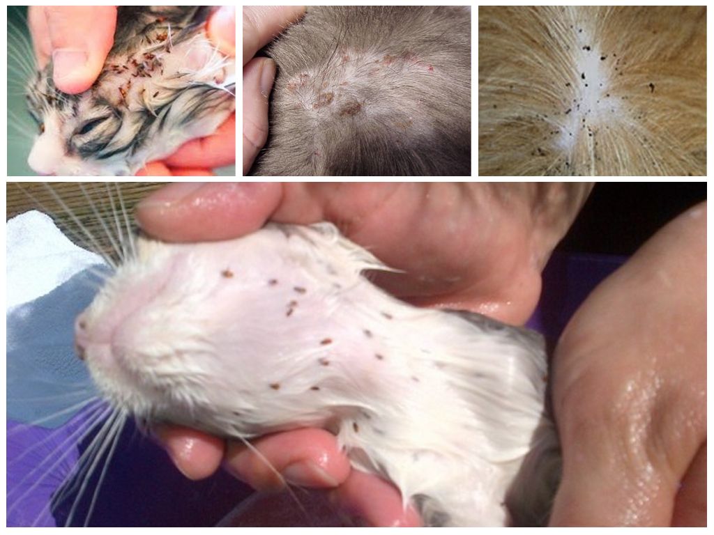 Les puces chez les chats