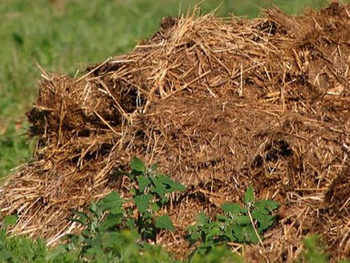 Pièges à choux provenant de petits tas de fumier