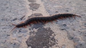 est scolopendra dangereux pour l'homme