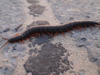est scolopendra dangereux pour l'homme