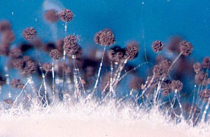 Aspergillus niger