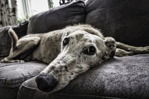 comment enlever une tique d'un chien