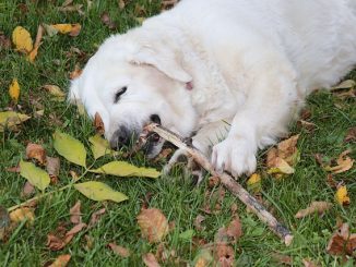 symptômes après une morsure de tique chez les chiens
