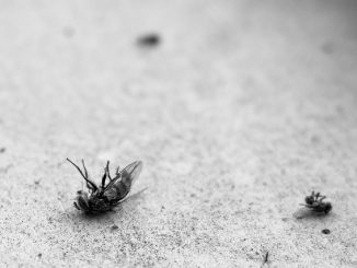 remède contre les mouches à l'intérieur