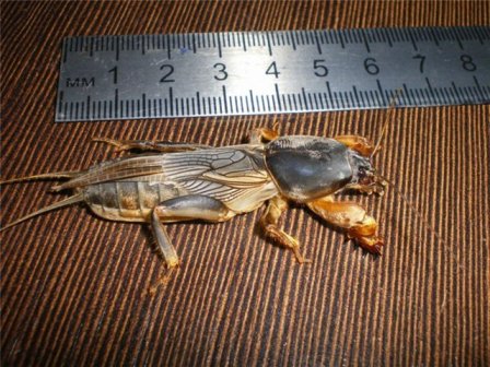 Medvedka est un ravageur des cultures petit mais très dangereux