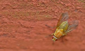 comment gérer les moucherons dans un appartement