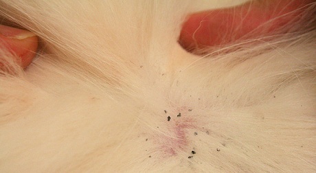 Puces fécales sur les poils de chat