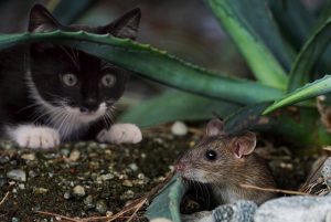 comment se débarrasser des souris dans le pays pour toujours