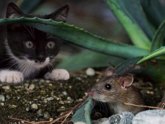 comment se débarrasser des souris dans le pays pour toujours