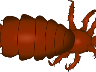 D'où viennent les poux chez l'homme à l'origine
