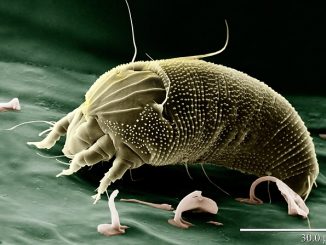 encéphalite morsure de tique symptômes humains