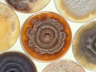 moisissure noire dans la maison que dangereuse