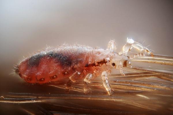 Après un repas sanglant, l'insecte devient brun