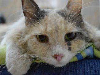 gouttes d'acariens pour chats