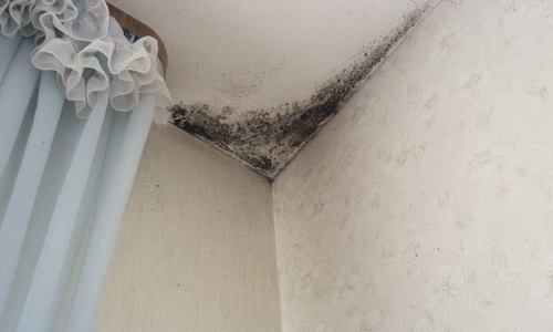 La moisissure se produit en raison de l'humidité, du froid et du manque de ventilation