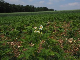 qui mange des pommes de terre dans le sol