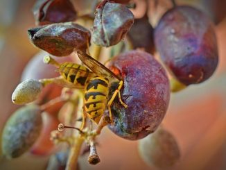 comment sauver les raisins des abeilles et des guêpes