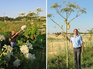 Mauvaises herbes géantes - Berce du Caucase