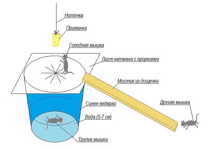 Diagramme approximatif d'un piège à rats à partir d'un seau et d'un cadre